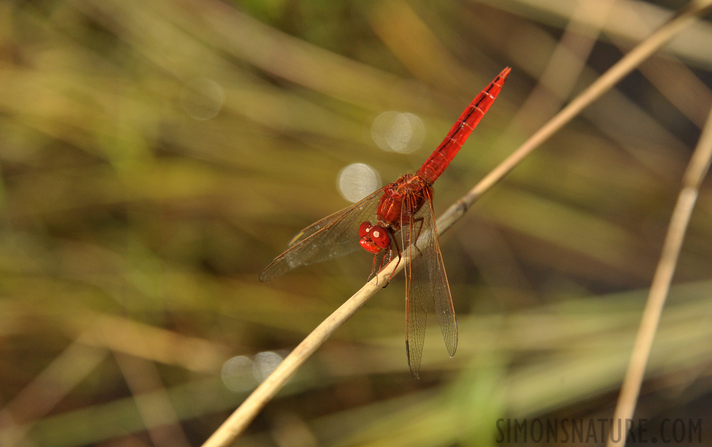 Okavango Delta [300 mm, 1/2000 Sek. bei f / 8.0, ISO 1600]